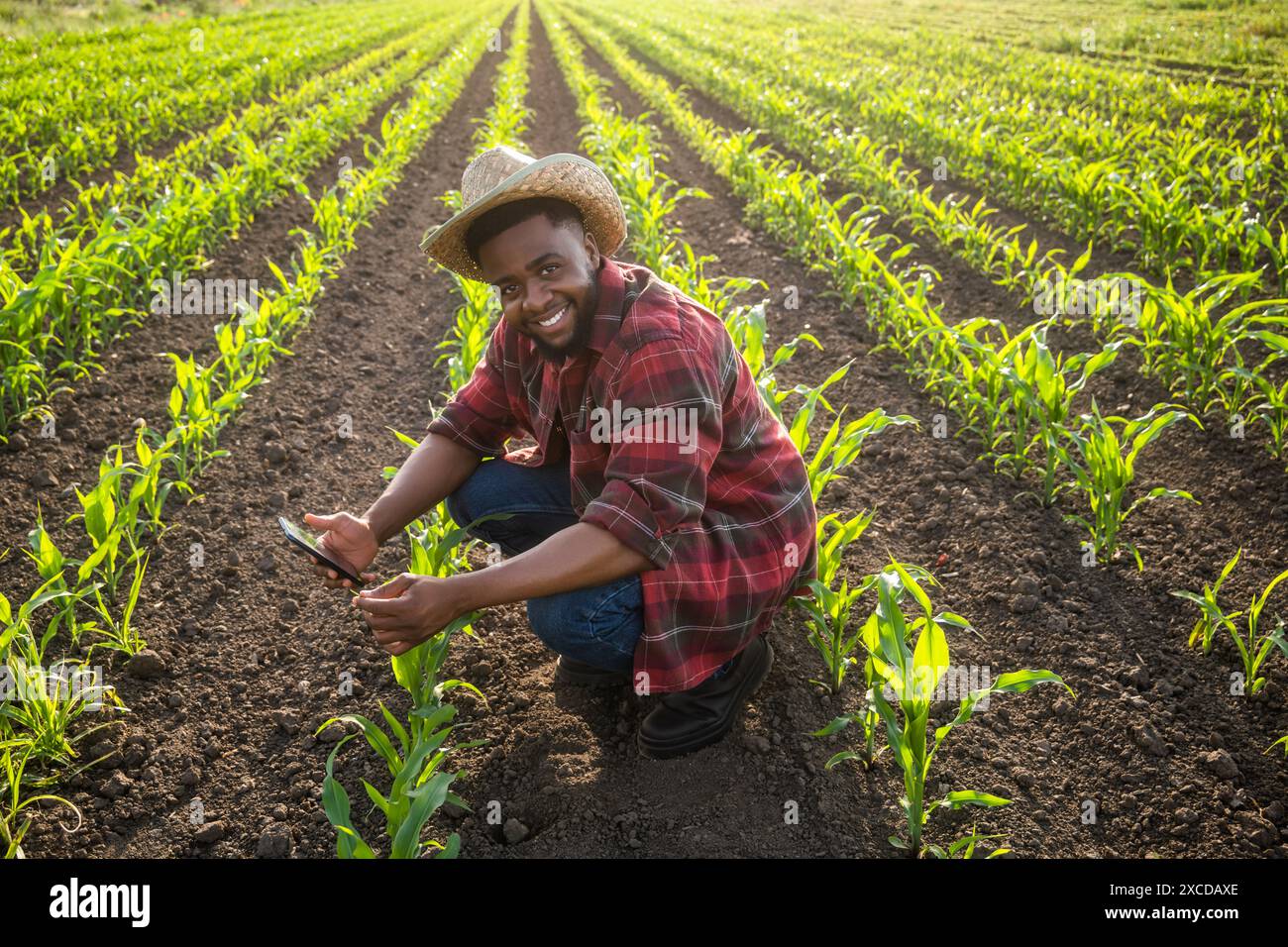 Jeune agriculteur utilisant un téléphone portable dans son champ de maïs en pleine croissance. Banque D'Images