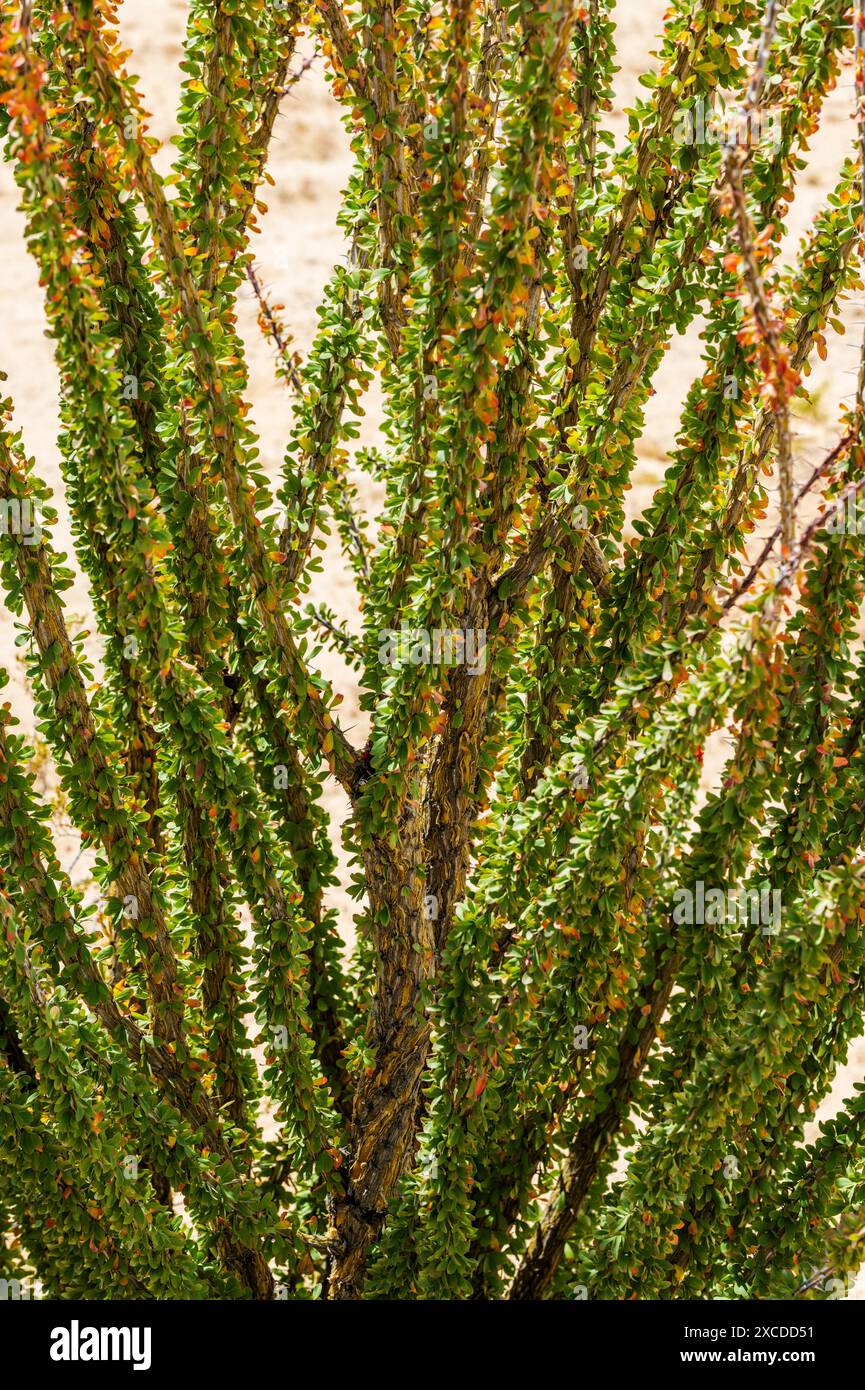 Ocotillo en fleurs ; Ocotillo Patch ; arbuste succulent ; Joshua Tree National Park ; Californie du Sud ; États-Unis Banque D'Images
