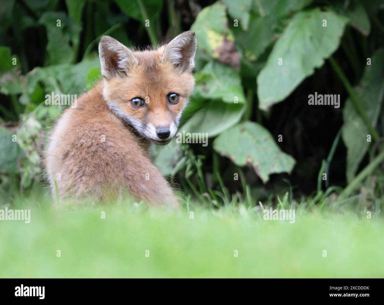 Jeune renard rouge sauvage (Vulpes vulpes) au bord du sous-bois, Warwickshire Banque D'Images