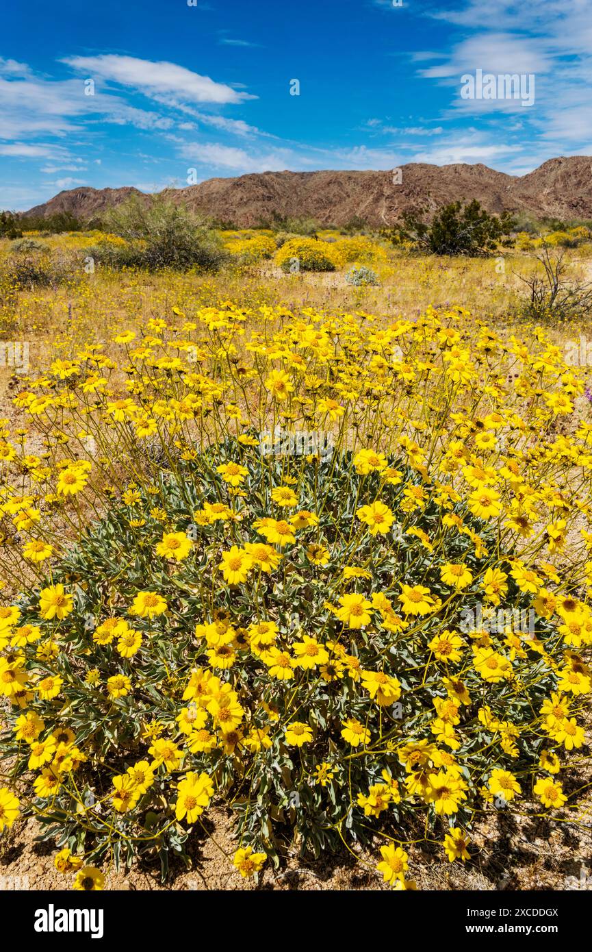 Brittlebush jaune fleuri ; Encelia farinosa ; Joshua Tree National Park ; Californie ; États-Unis Banque D'Images