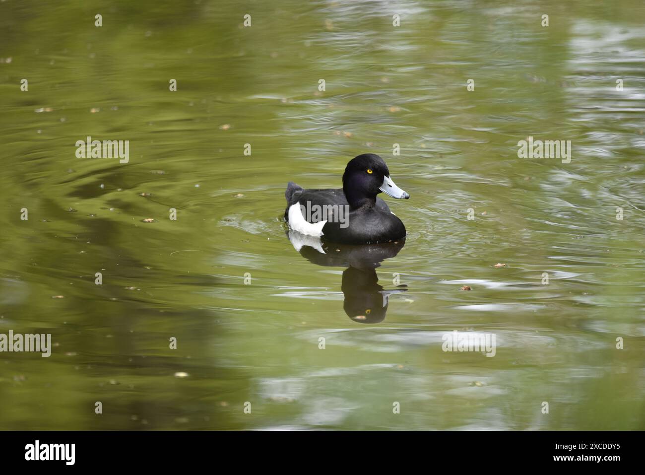 Canard touffeté Drake (Aythya fuligula) nageant vers Camera, reflété dans l'eau, pris sur un lac de réserve naturelle dans le Staffordshire, Royaume-Uni au printemps Banque D'Images