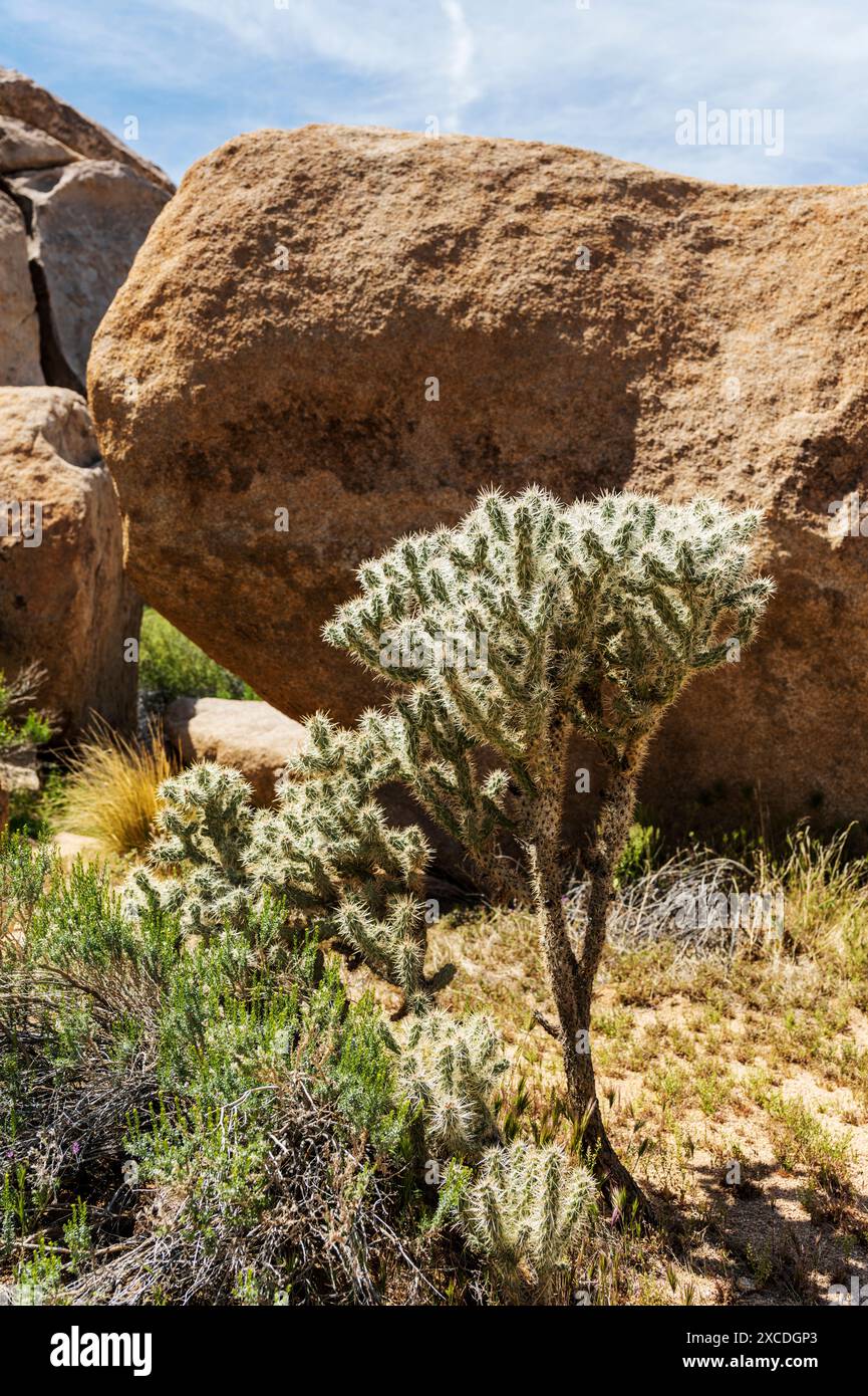 Cholla Cactus ; Joshua Tree National Park ; Californie du Sud ; États-Unis Banque D'Images
