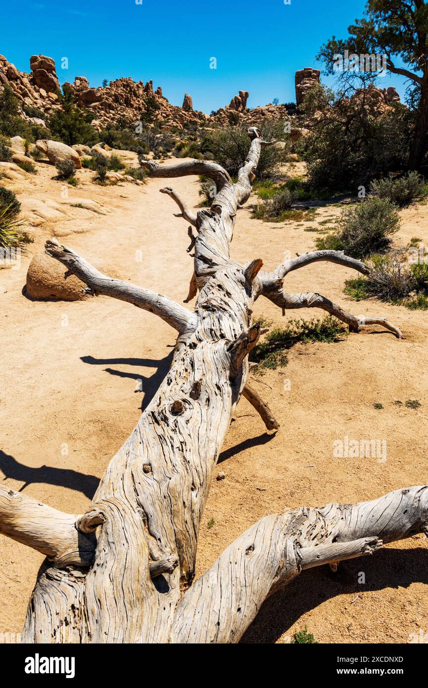 Vieux tronc d'arbre tombé ; Hidden Valley ; Joshua Tree National Park ; Californie du Sud ; États-Unis Banque D'Images