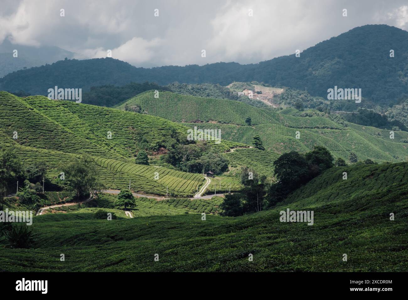 Une petite maison seule dans les plantations de thé dans les Cameron Highlands en Malaisie Banque D'Images