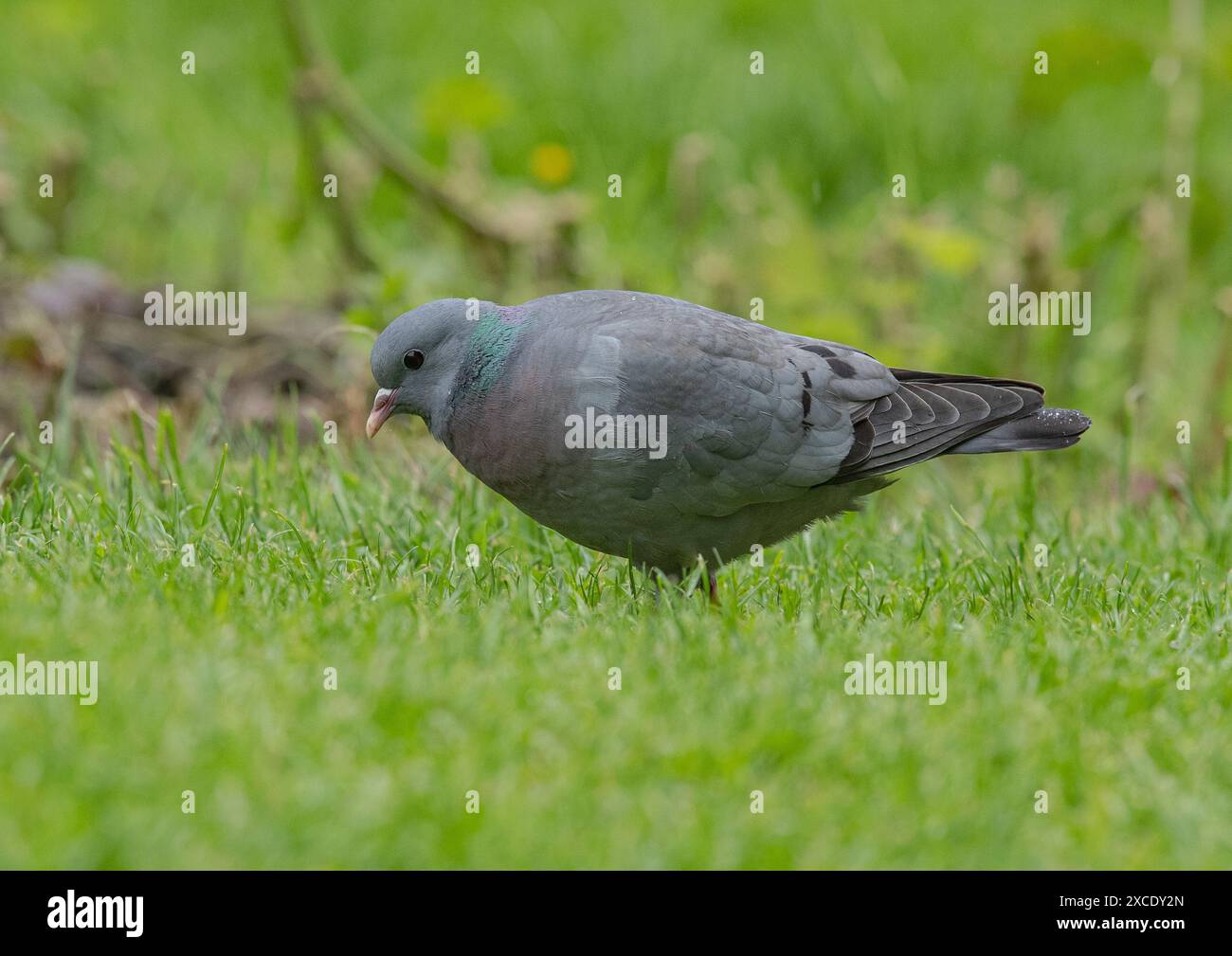 Un stock Dove coloré (Columba oenas) , montrant la bande de cou vert irisée tout en se nourrissant dans une ferme d'Essex . ROYAUME-UNI Banque D'Images