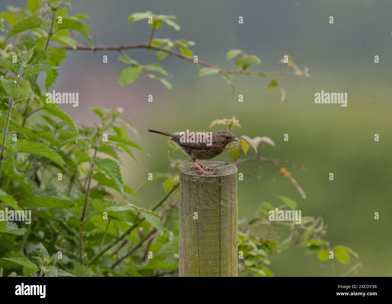 Un Dunnock juvénile mignon et moelleux ( Prunella modularis) a récemment volé. Assis sur un poteau de clôture sur un fond pastel. Suffolk, Royaume-Uni Banque D'Images