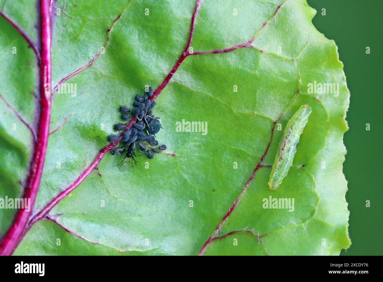 Minuscules guêpes parasitoïdes qui utilisent des pucerons comme hôtes Aphidiidae, Aphidiinae. Femelle en train de pondre des œufs au puceron du haricot noir, Aphis fabae. Banque D'Images