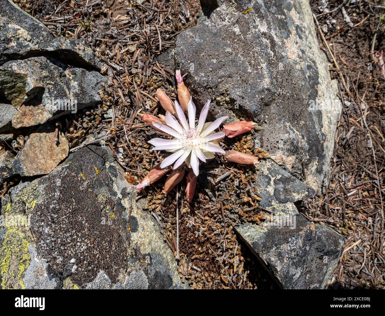 WA25447-00...WASHINGTON - Bitterroot en fleur , fané du rose au blanc, fleurissant près d'une forêt de pins ponderosa, à l'est des Cascades. Banque D'Images