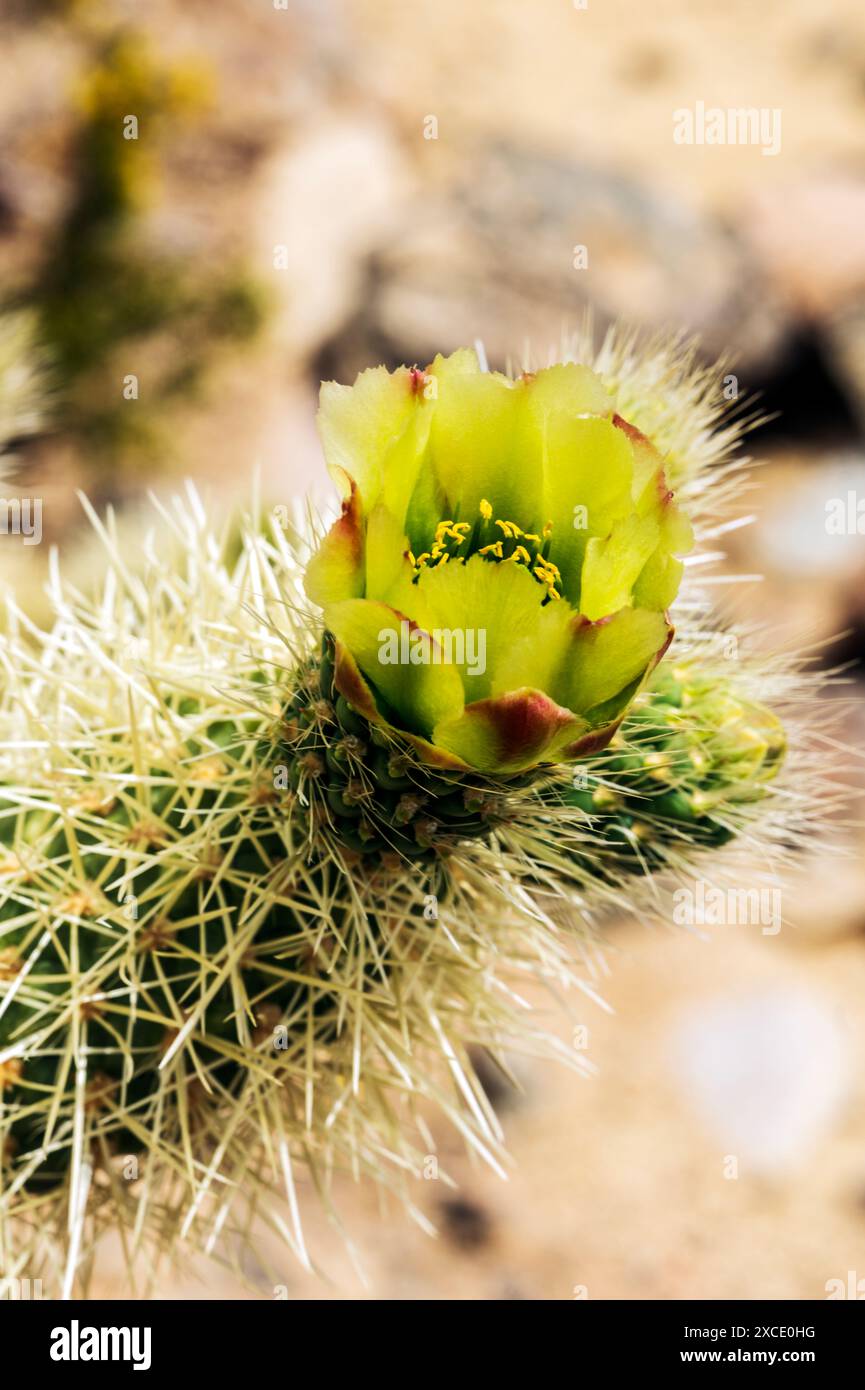 Gros plan de Cholla Cactus Blossom ; Cholla Cactus Garden ; Joshua Tree National Park ; Californie du Sud ; États-Unis Banque D'Images