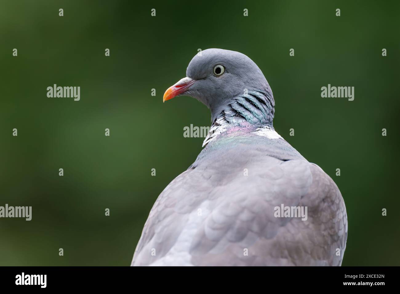 Woodpigeon dans la forêt regardant par-dessus son épaule Banque D'Images