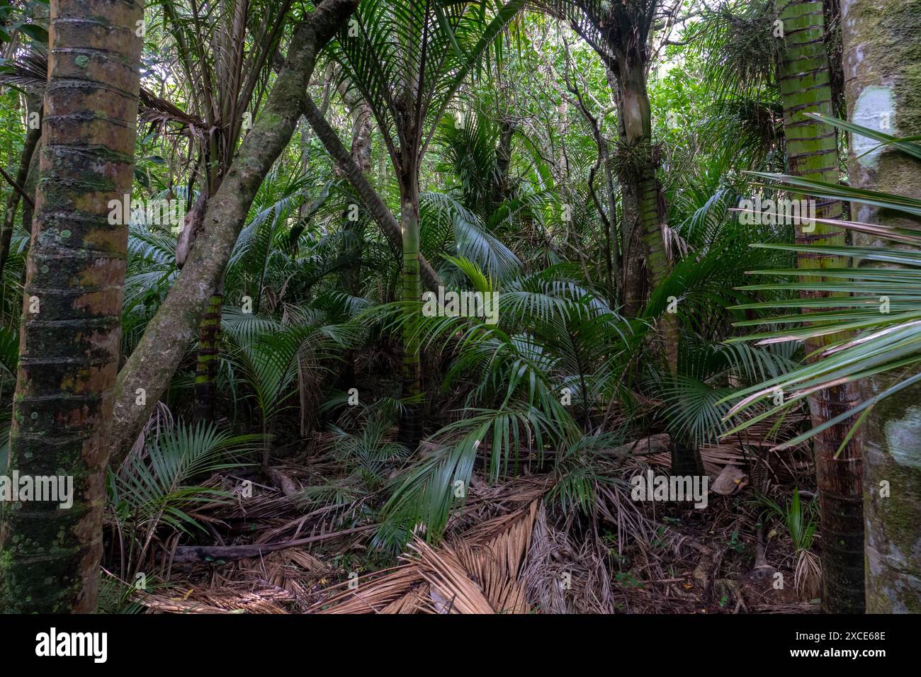 Forêt de palmiers Nikau à Kapiti, Nouvelle-Zélande Banque D'Images