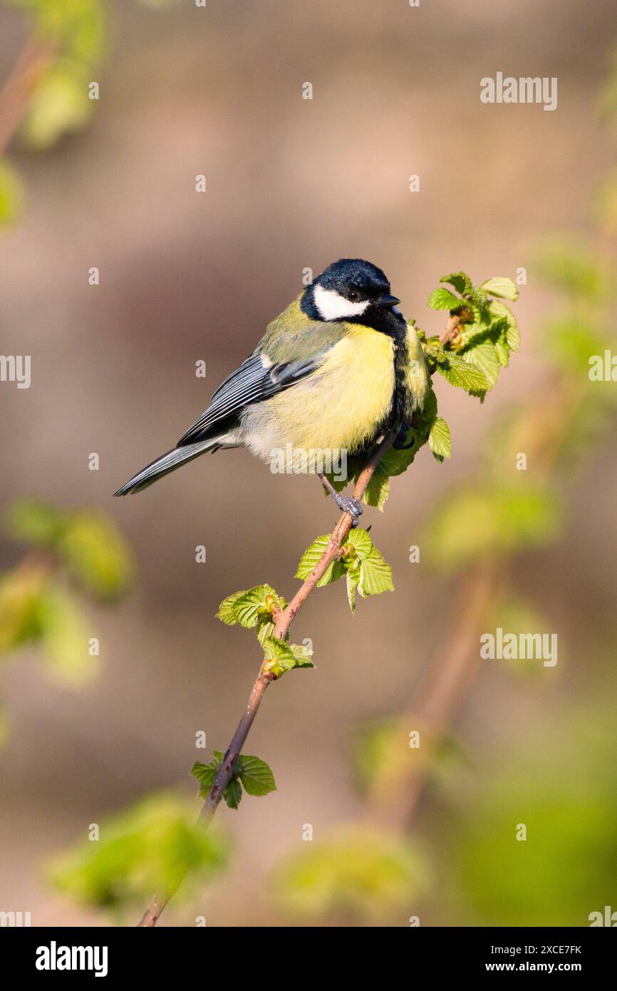 Grand titmousein (parus major) le soleil du matin assis sur une branche d'une noisette Banque D'Images Grand titmousein (parus major) le soleil du matin assis sur une branche d'une noisette Banque D'Images