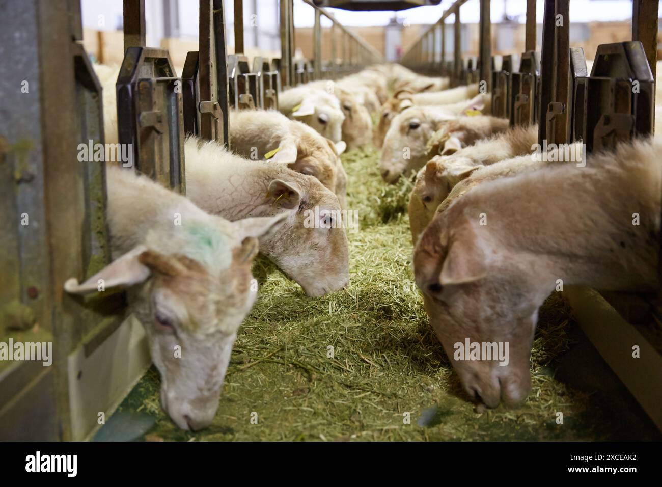 Ferme de moutons de race Latxa Lettre choisie GOMIZTEGI Baserria, Arantzazu, Oñati, Gipuzkoa, Pays Basque, Espagne. Banque D'Images