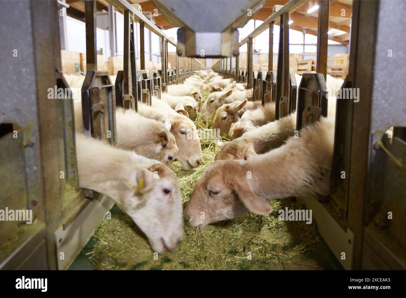 Ferme de moutons de race Latxa Lettre choisie GOMIZTEGI Baserria, Arantzazu, Oñati, Gipuzkoa, Pays Basque, Espagne. Banque D'Images