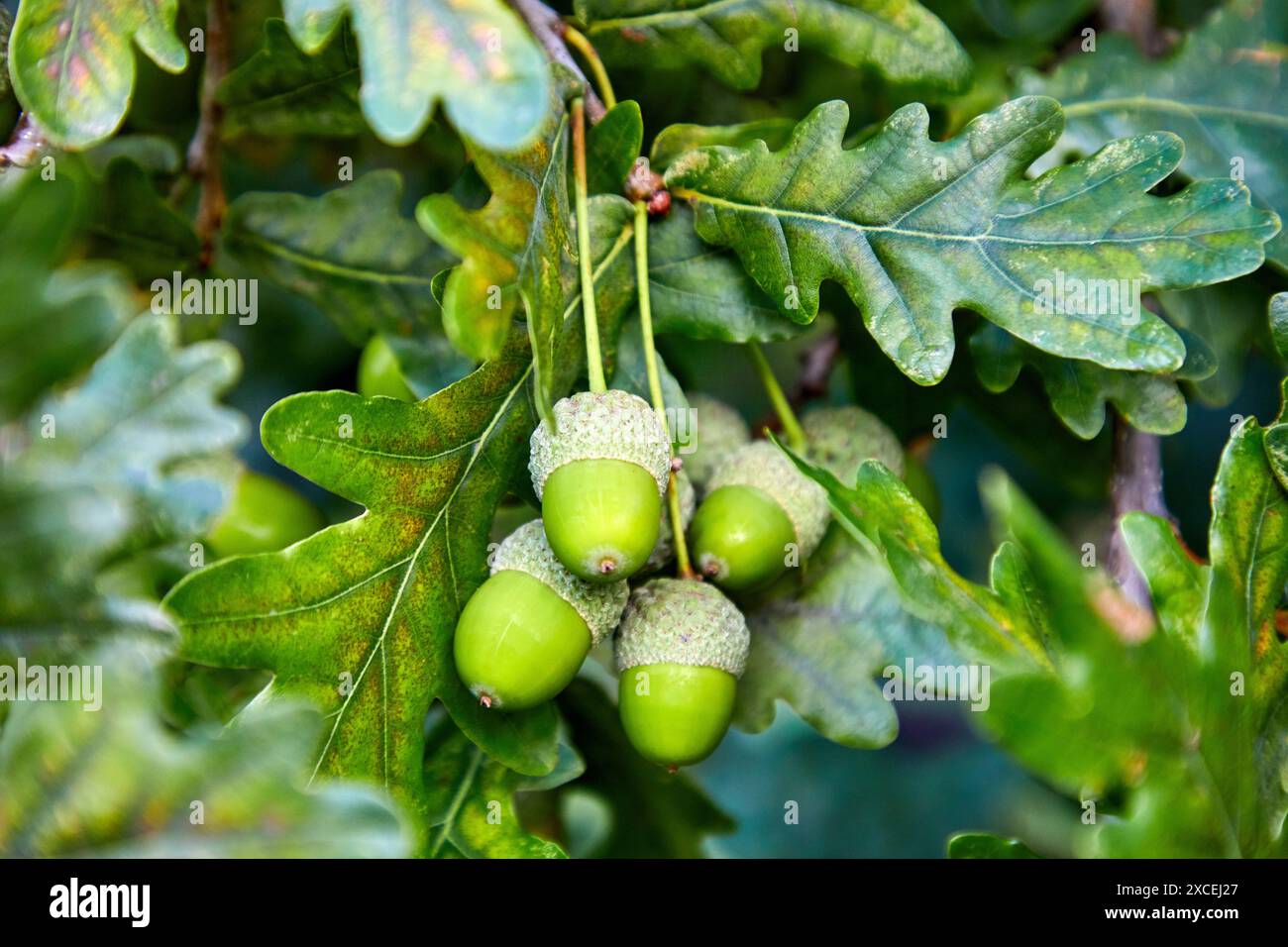 Chêne avec des acorns, Hondarribia, Gipuzkoa, Espagne Banque D'Images