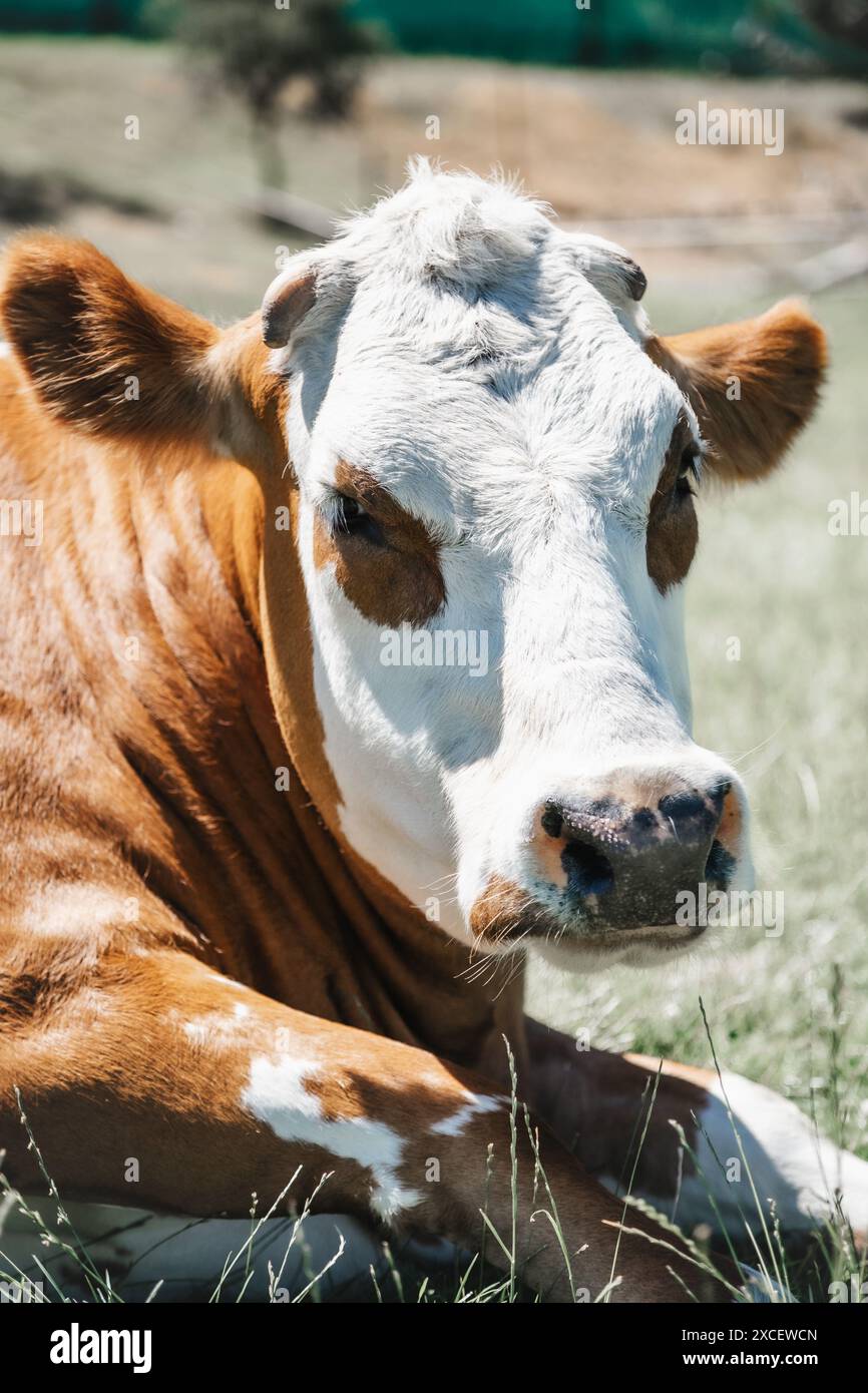 Portrait d'une vache Banque D'Images