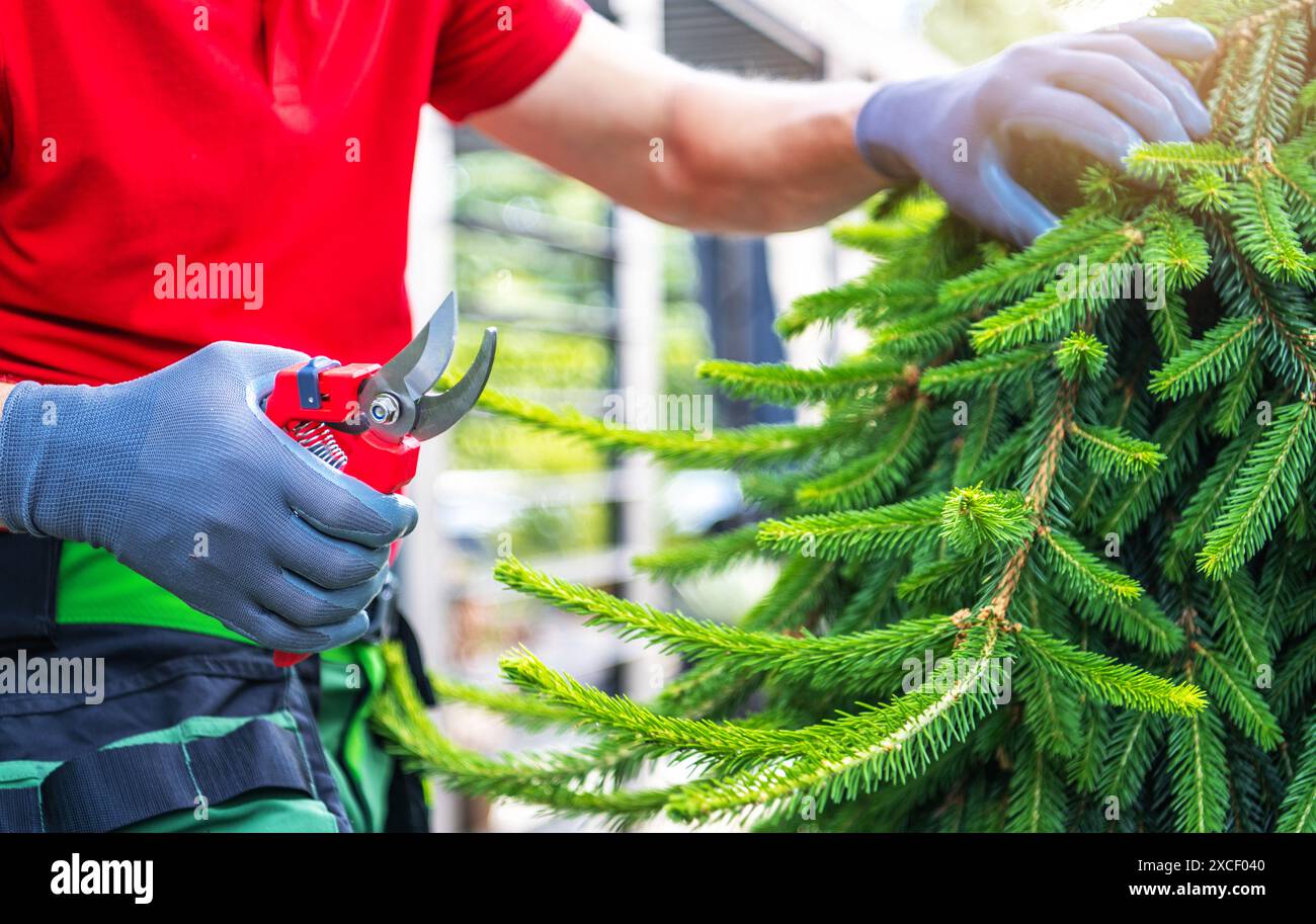 Un jardinier portant des gants et tenant des ciseaux d'élagage taillent soigneusement un arbre à feuilles persistantes. Thème jardinage. Banque D'Images