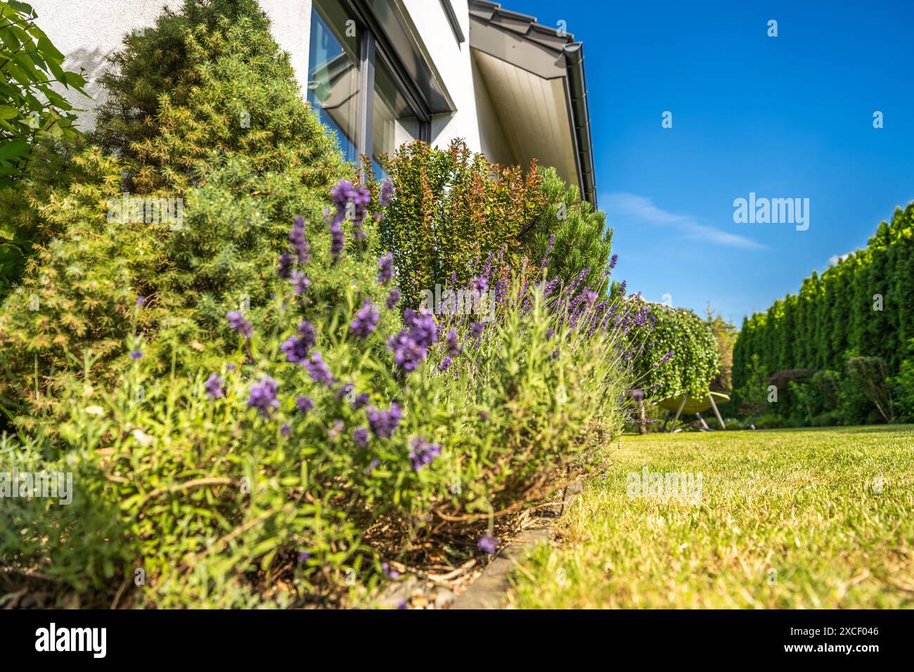 Un gros plan d'un buisson de lavande vibrant en fleurs, situé près du coin d'une maison. L'herbe verte luxuriante et le feuillage environnant créent une image Banque D'Images