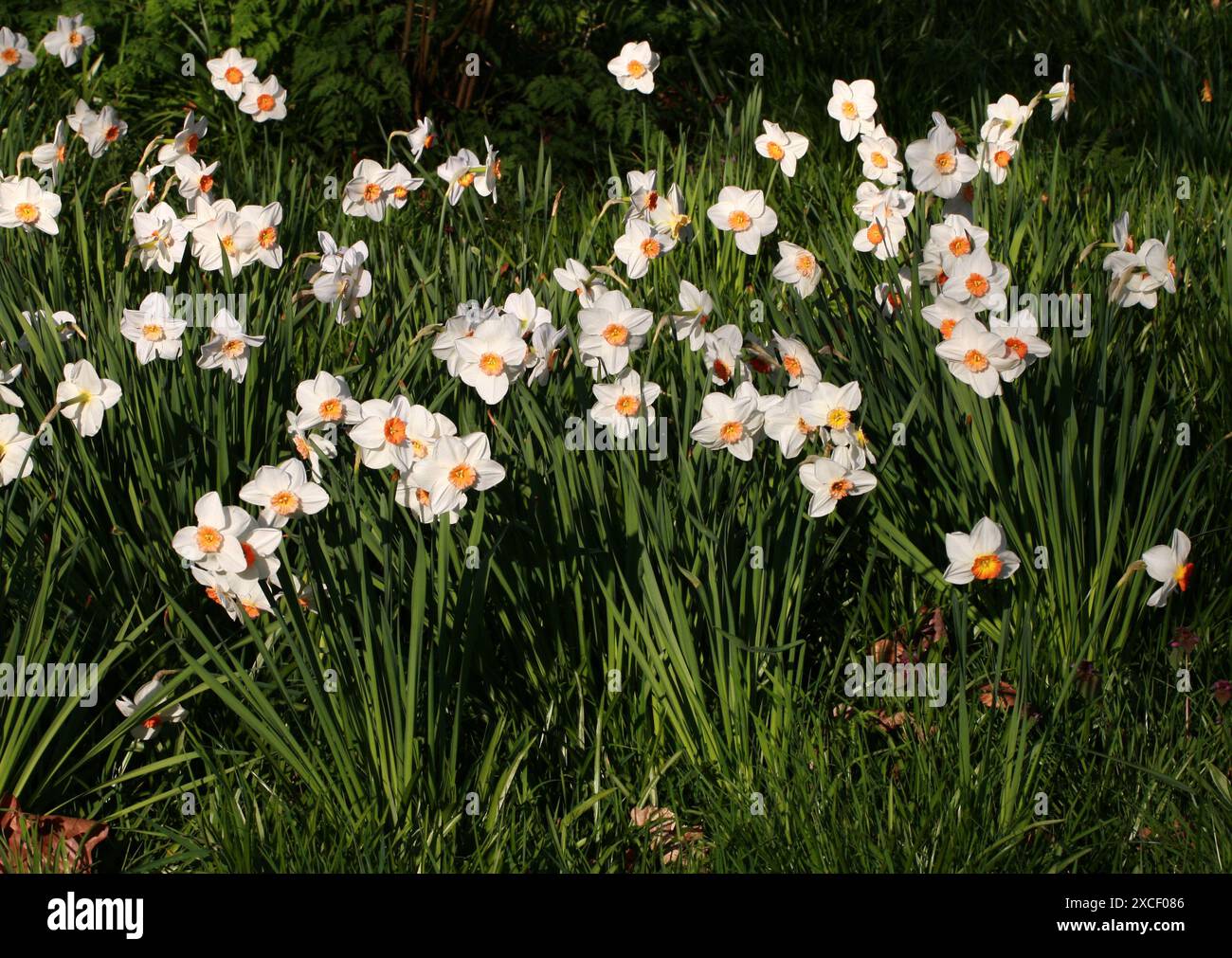 Papier blanc, Narcisse à fleurs en bouquet, jonquille à fleurs en bouquet, lys sacrés chinois, Narcisse crème, fleur de Joss, Narcissus tazetta, Amaryllidaceae. Banque D'Images