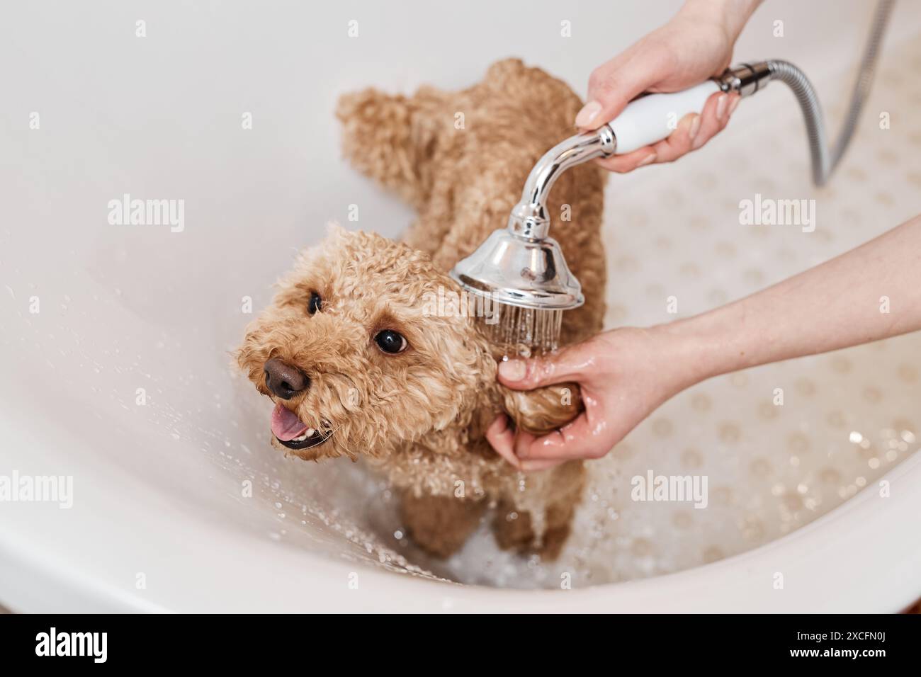 Vue en angle élevé à Happy Maltipoo chiot assis dans la baignoire avec une jeune femme méconnaissable qui lui lave l'espace de copie Banque D'Images