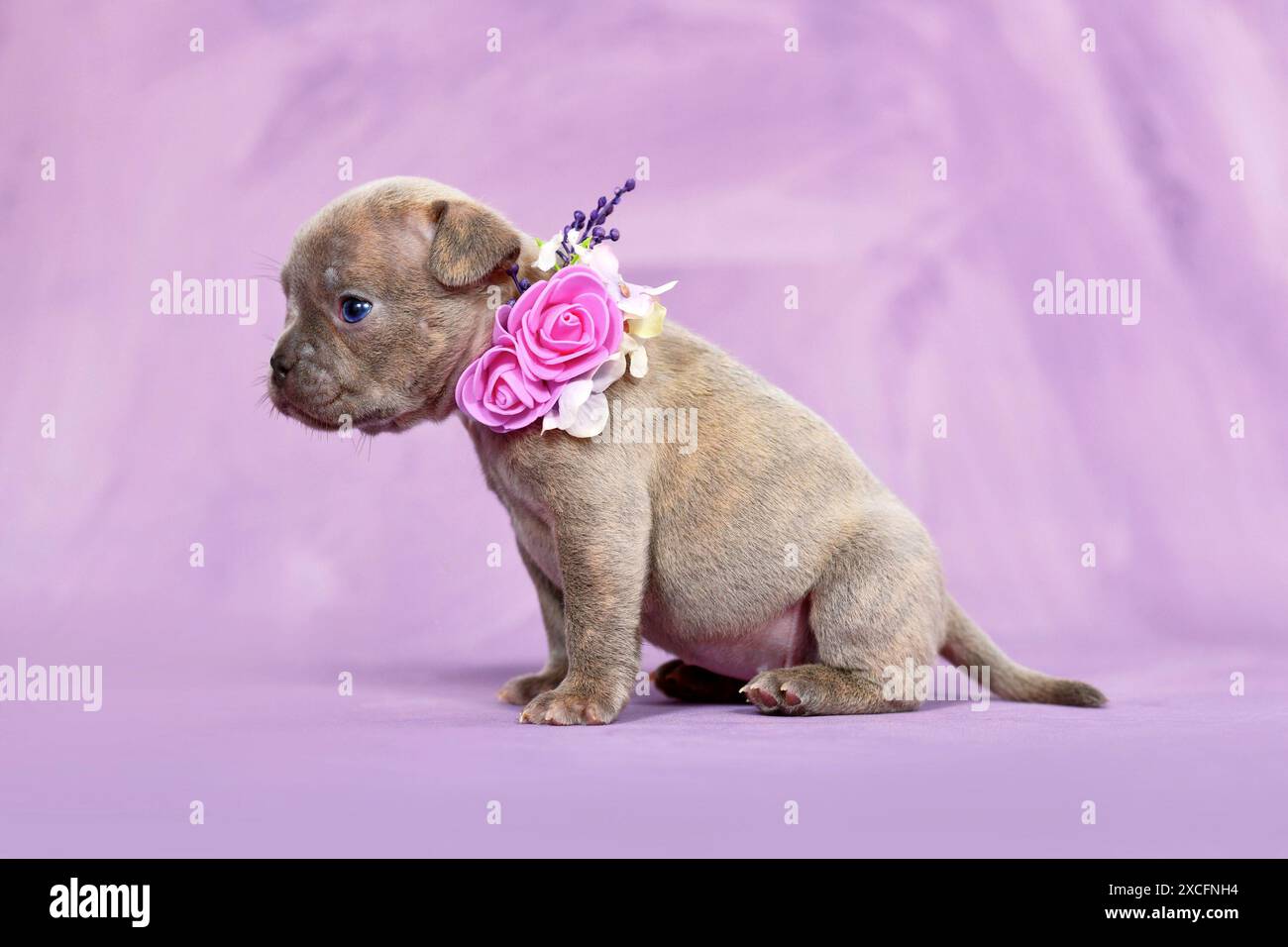 Quatre semaines jeune chiot bouledogue français Brindle lilac de race pure avec un long nez et une queue en bonne santé. Banque D'Images