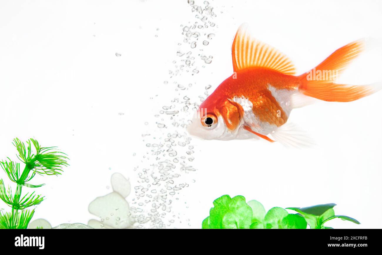 poisson rouge doré dans l'aquarium en face de fond blanc Banque D'Images