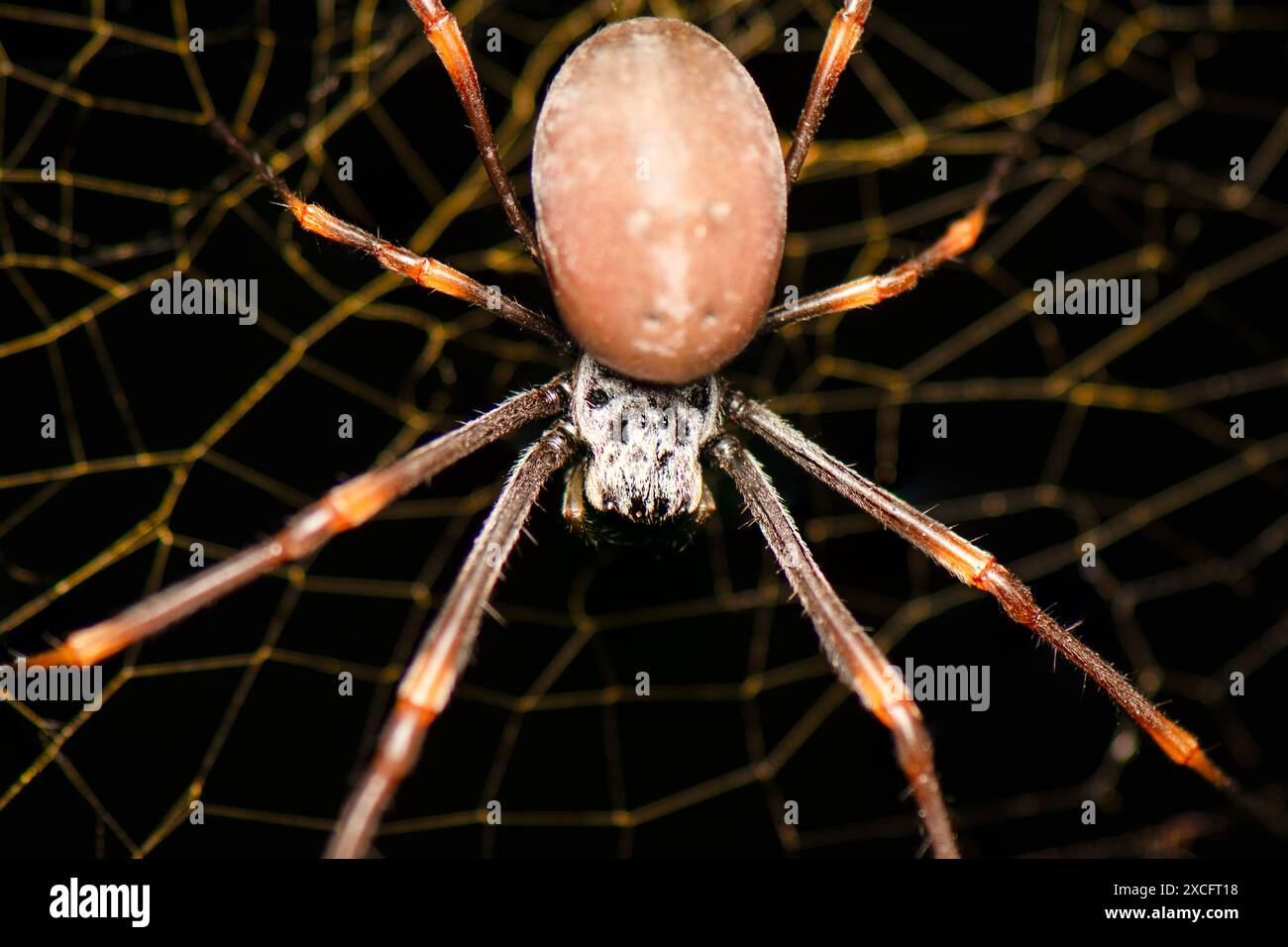 Trichonephila edulis est une espèce de grande araignée de la famille des Nephilidae. Il est désigné par le nom commun Australian Golden Orb weaver. Banque D'Images