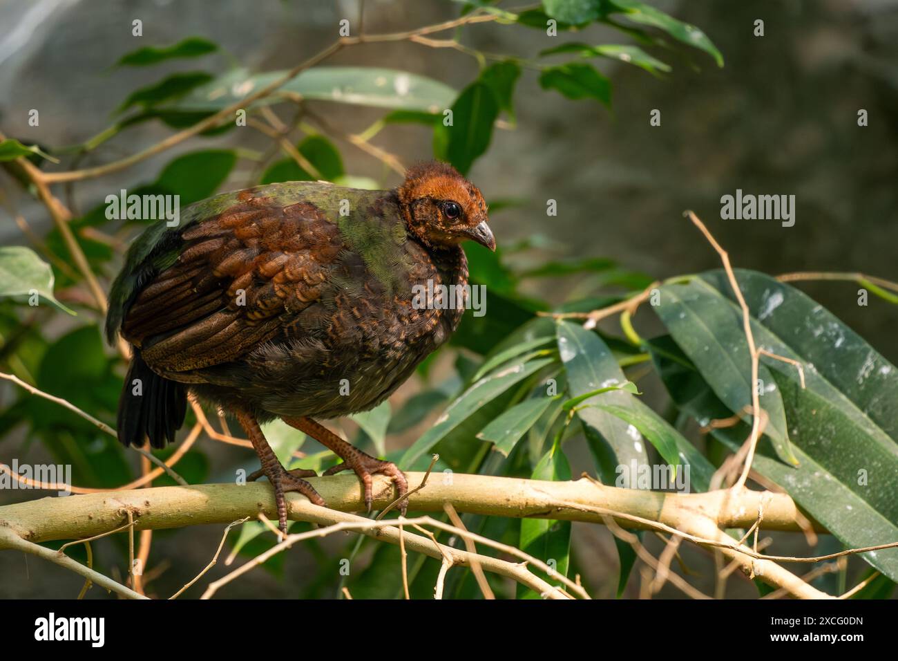 Perdrix à crête - Rollulus rouloul, bel oiseau coloré de sol des forêts tropicales de l'Asie du Sud-est, Malaisie. Banque D'Images