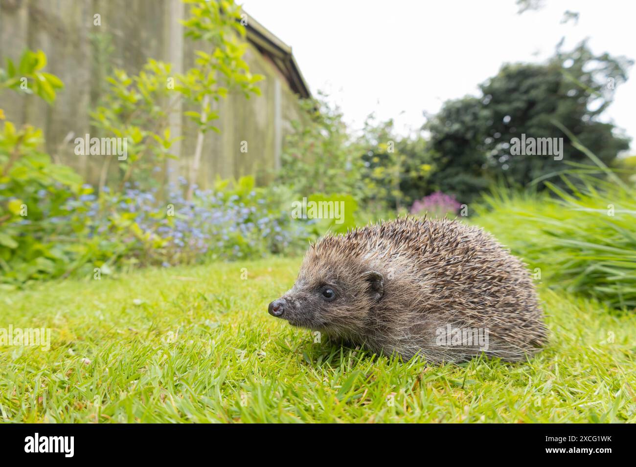 Hérisson européen (Erinaceus europaeus) animal adulte sur une pelouse de jardin, Angleterre, Royaume-Uni Banque D'Images