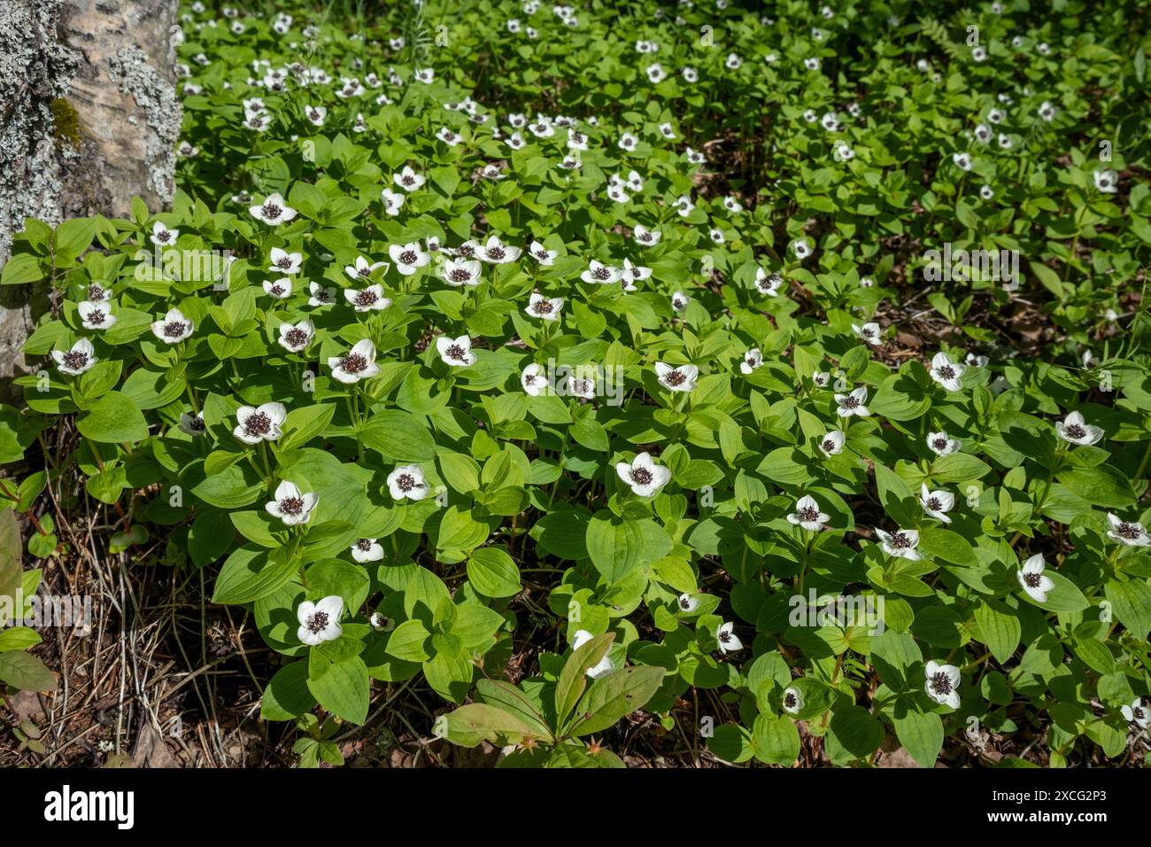 Le cornel nain (Cornus suecica) fleurit Banque D'Images