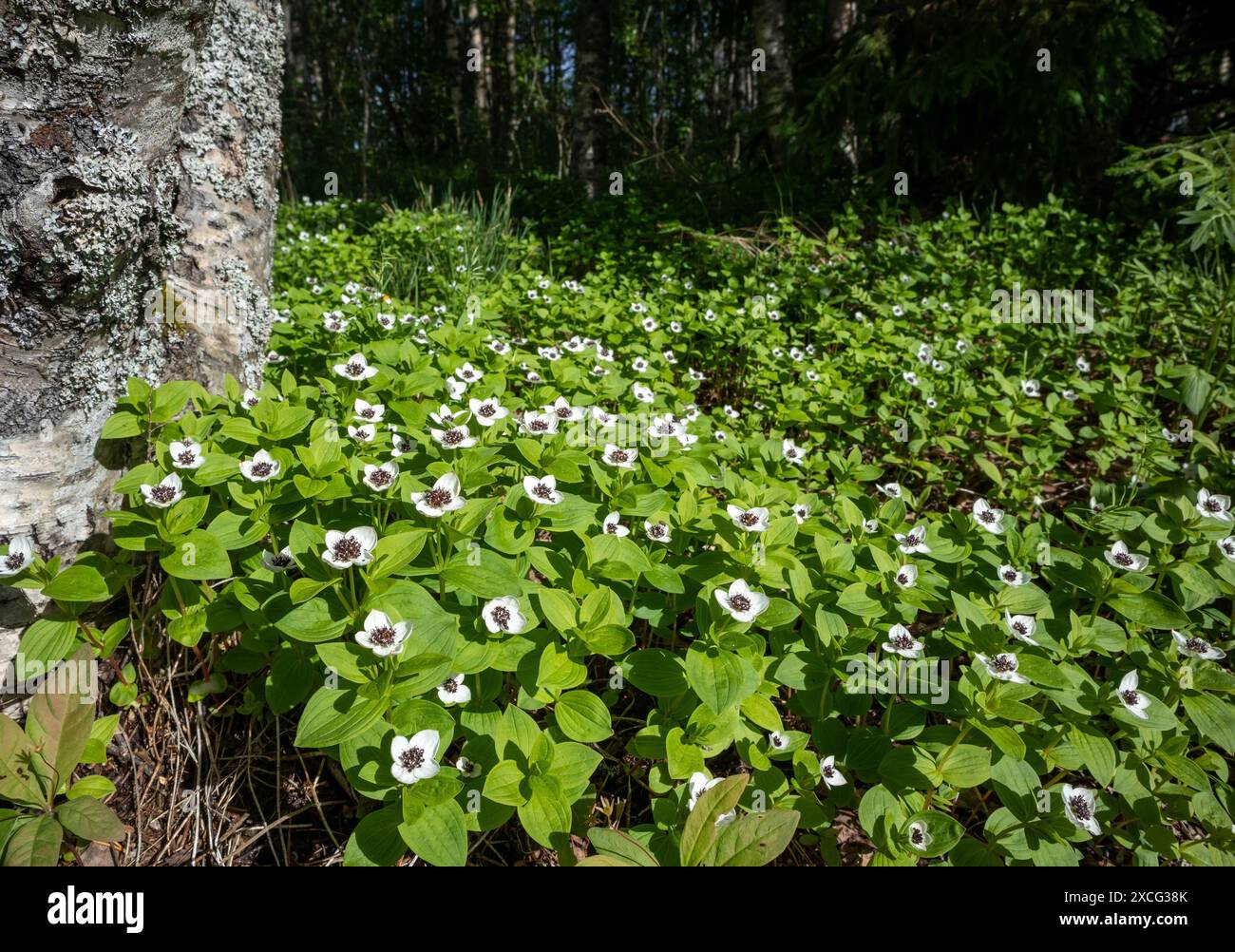 Le cornel nain (Cornus suecica) fleurit Banque D'Images