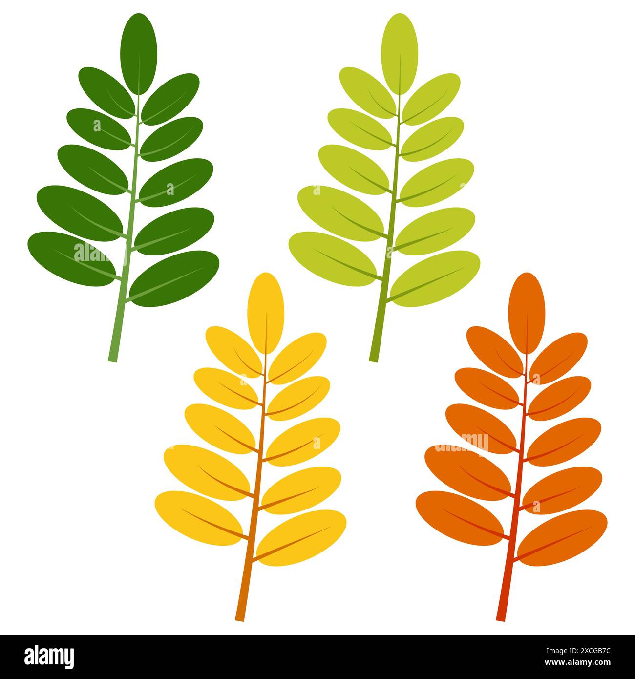 Ensemble de feuilles vertes, jaunes et rouges isolées sur fond blanc. Illustration vectorielle des feuilles d'automne. Illustration de Vecteur