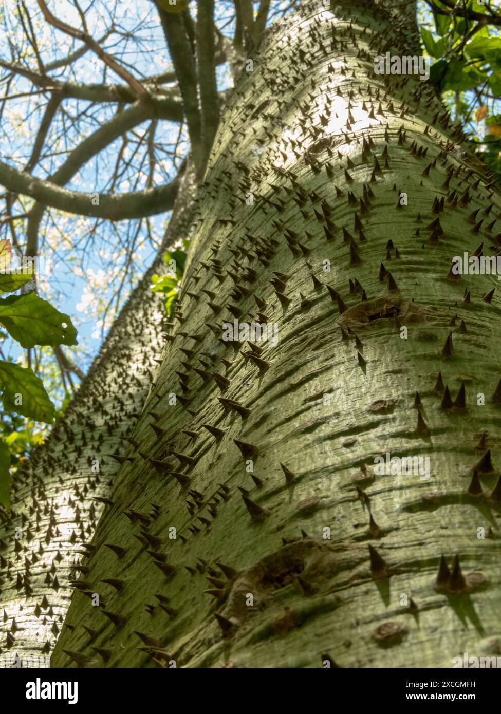 Arbre de Paineira ou arbre de soie soie ou tronc de ceiba speciosa recouvert d'épines. Banque D'Images
