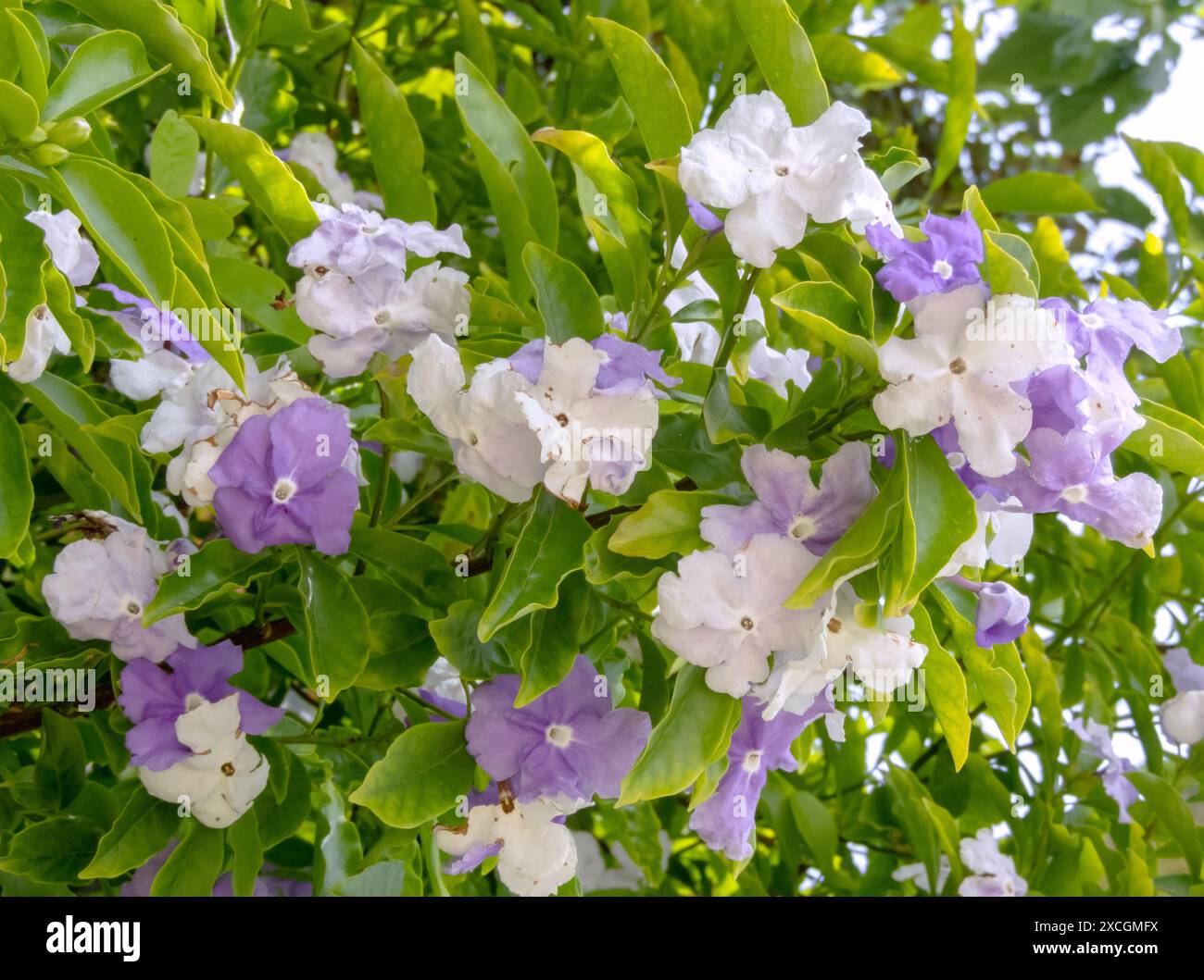 Brunfelsia belle fleur blanche et violette. Branches Raintree avec des fleurs et des feuilles. Hier-aujourd'hui-demain ou dame de la nuit floraison toxique Banque D'Images