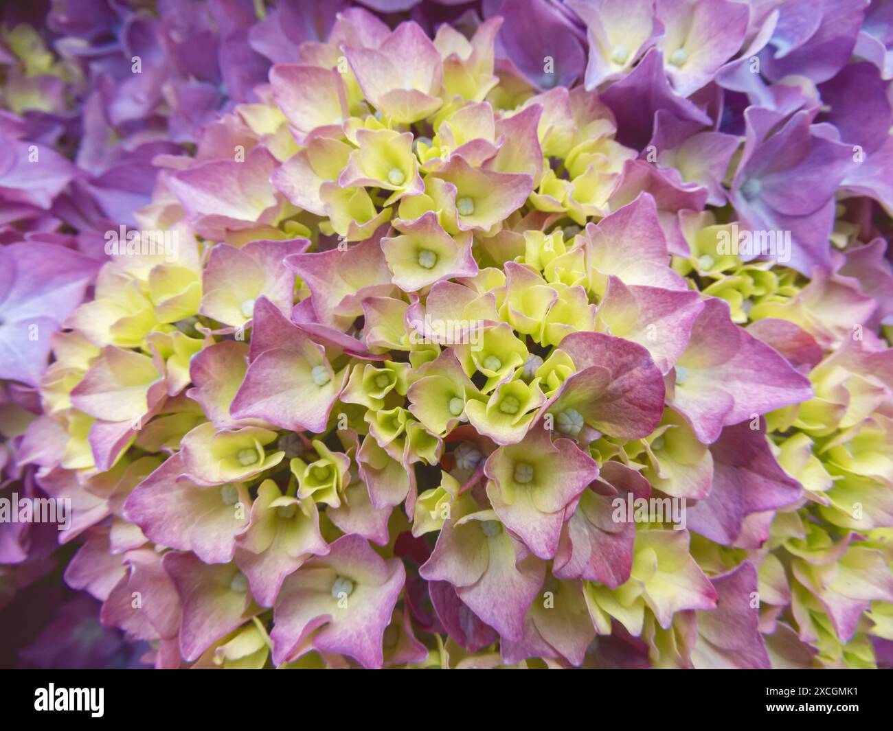 Fond esthétique de fleurs d'hortensia violettes et jaunes. Plante à fleurs Hortensia. Hydrangea macrophylla en floraison. Banque D'Images