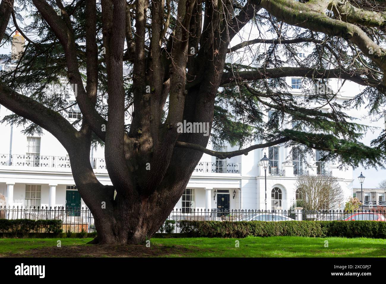 Gros plan des troncs de ramification d'un vieux cèdre du Liban (Cedrus libani) poussant dans les jardins restaurés du Regency Crescent, Alverstoke, Gosport, Royaume-Uni Banque D'Images