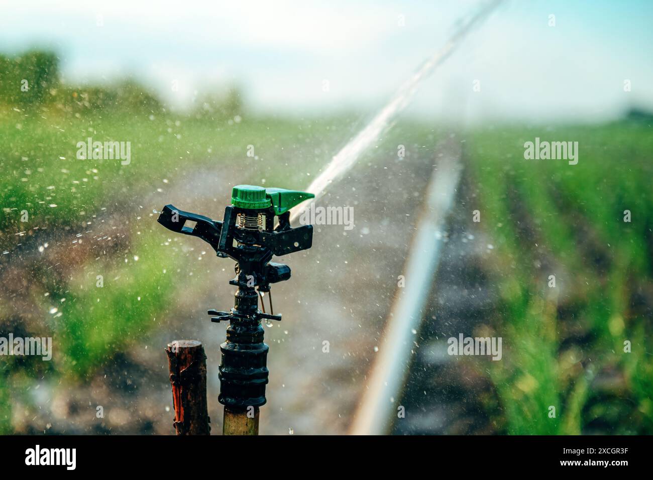 Arroseurs agricoles arrosant l'oignon de printemps ou la plantation de poireaux au printemps, foyer sélectif Banque D'Images