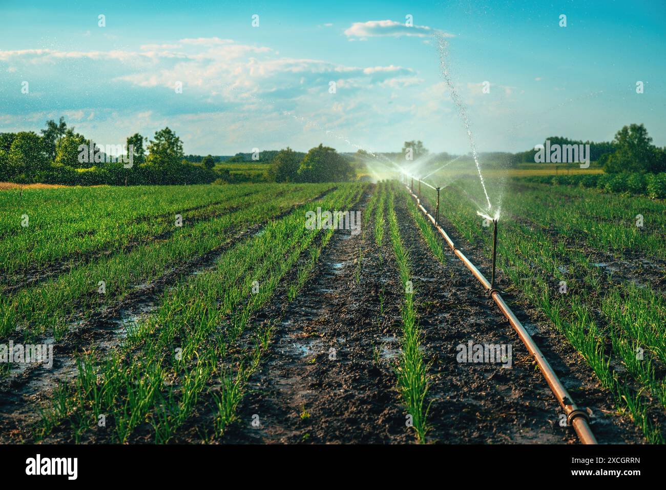 Arroseurs agricoles arrosant l'oignon de printemps ou la plantation de poireaux au printemps, foyer sélectif Banque D'Images