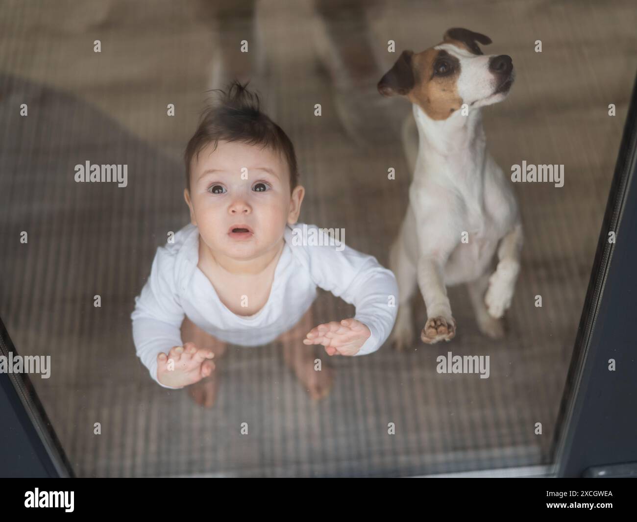 Mignon bébé garçon et Jack Russell terrier chien regardant à travers la fenêtre du patio. Banque D'Images