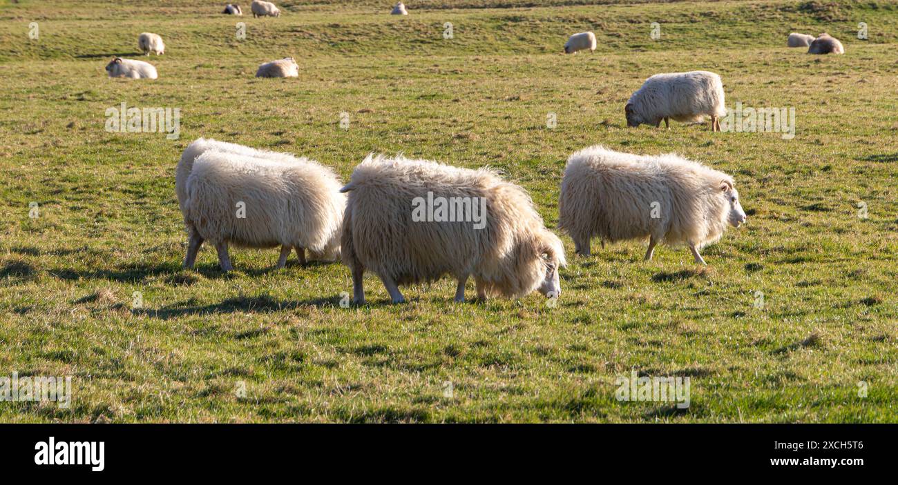 Un troupeau de moutons paissent dans un champ. Les moutons sont tous de tailles différentes et sont répartis dans le champ. La scène est paisible et sereine, comme le sh Banque D'Images