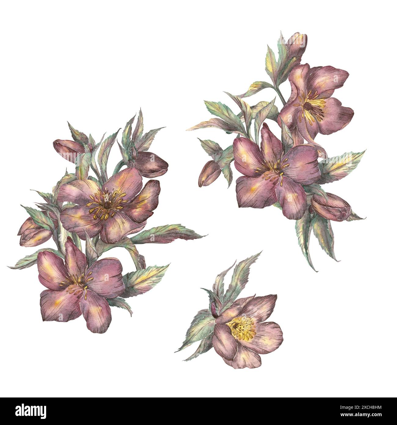 Une composition de fleurs de printemps faite à l'aquarelle. Hellebore, rose d'hiver. Clipart sur fond blanc. Illustration botanique à la main dans le rétro Banque D'Images