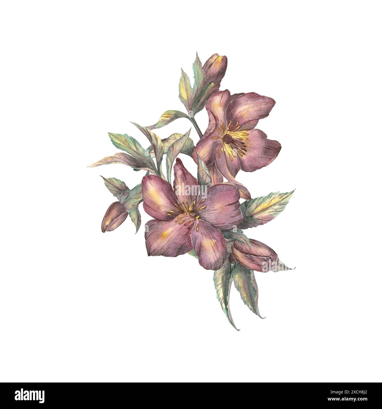 Une composition de fleurs de printemps faite à l'aquarelle. Hellebore, rose d'hiver. Clipart sur fond blanc. Illustration botanique à la main dans le rétro Banque D'Images