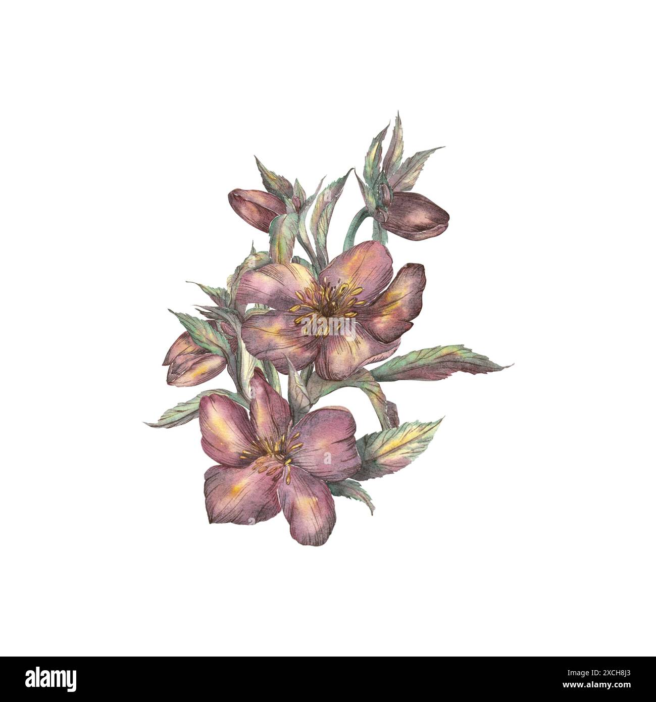 Une composition de fleurs de printemps faite à l'aquarelle. Hellebore, rose d'hiver. Clipart sur fond blanc. Illustration botanique à la main dans le rétro Banque D'Images