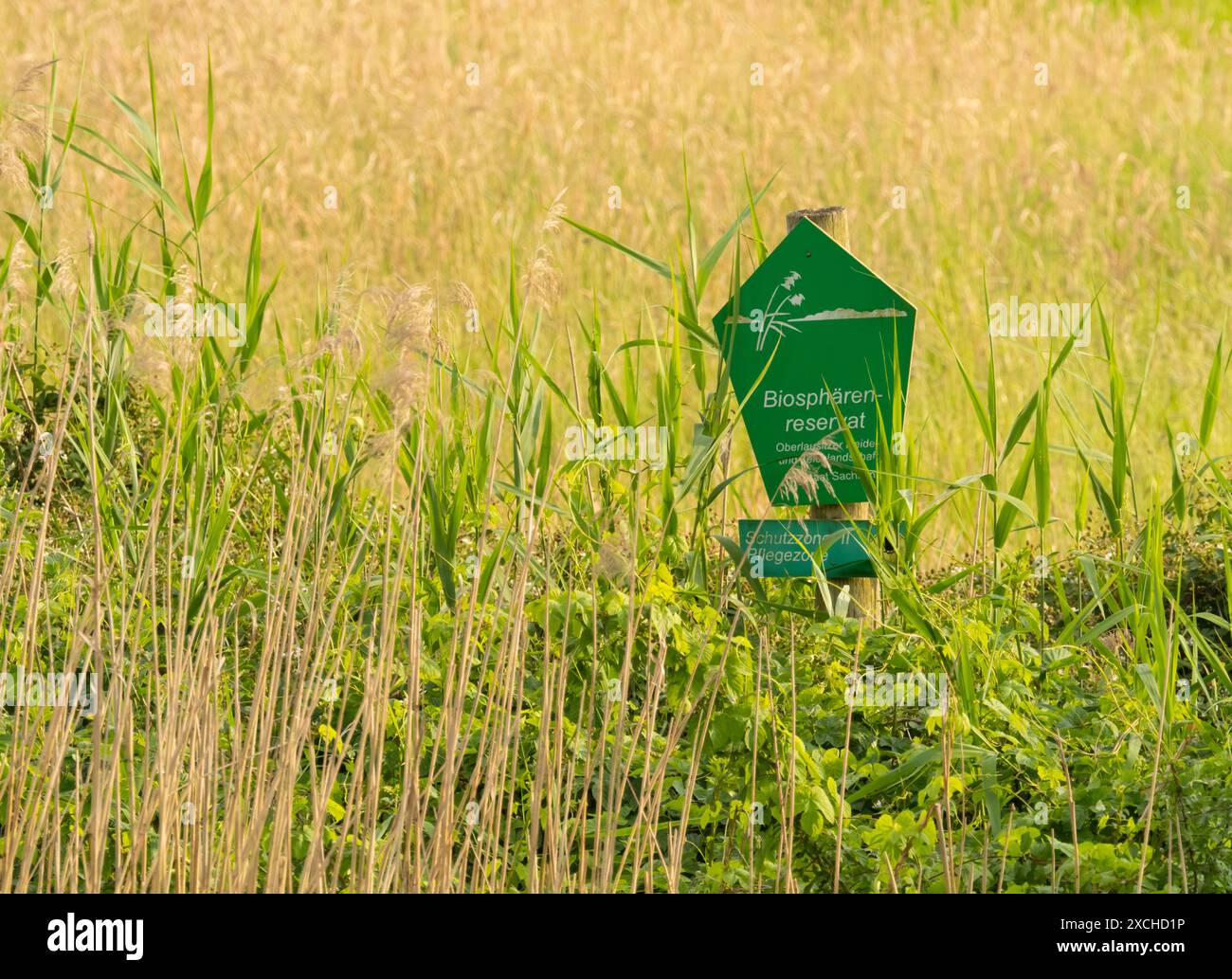 Klitten, Allemagne. 06 juin 2024. 06.06.2024, Klitten dans la région de Lausitz. Un panneau vert avec l'inscription 'Biosphaerenreservat' (réserve de biosphère) se dresse au bord d'une réserve naturelle près de Klitten dans le paysage de l'étang de Lusace. Les étangs ici sont un paradis pour de nombreux animaux et surtout pour les oiseaux aquatiques. Crédit : Wolfram Steinberg/dpa crédit : Wolfram Steinberg/dpa/Alamy Live News Banque D'Images