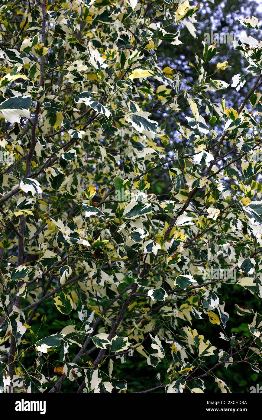 Gros plan des feuilles panachées vertes et blanches du tulipe du jardin liriondendron tulipefera snowbird. Banque D'Images