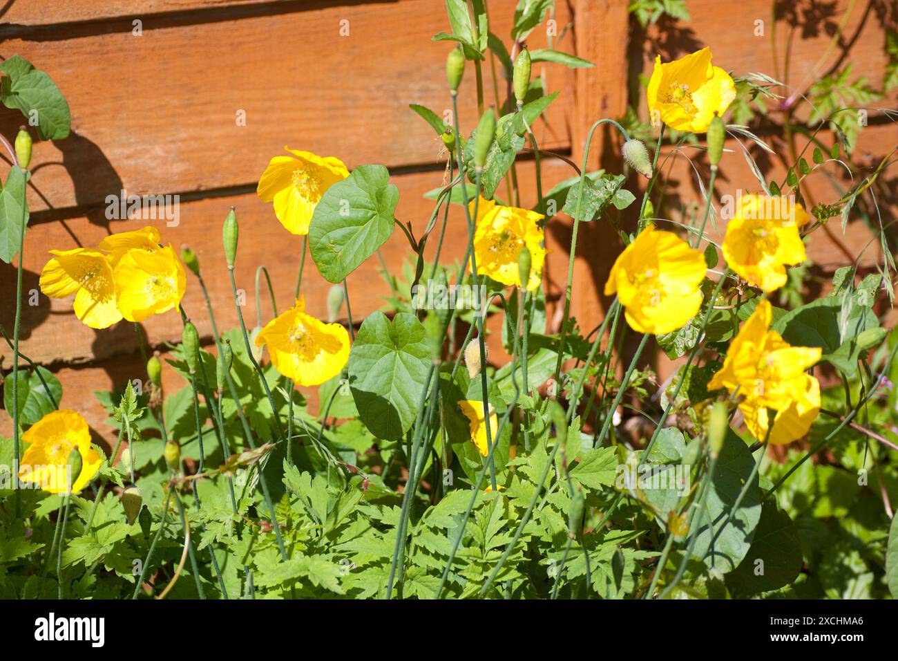 Coquelicot jaune (mongolie) dans Garden Chard Sommerset Angleterre royaume-uni Banque D'Images