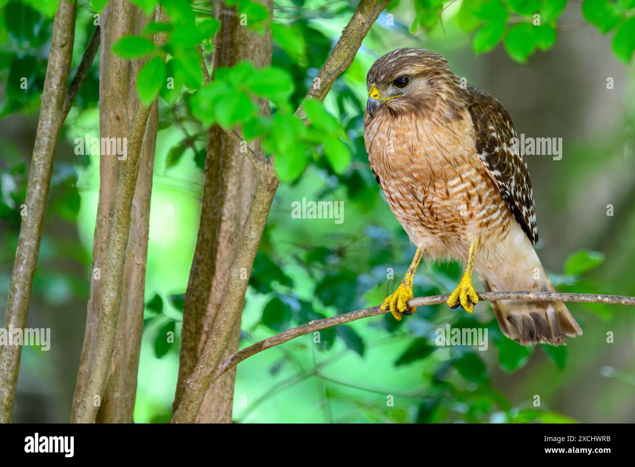 Un adulte Red-Shoulded Hawk volait près de moi d'où j'étais installé pour prendre des photos de son nid. J'ai été surpris. Je pensais qu'il enquêtait sur moi, Banque D'Images