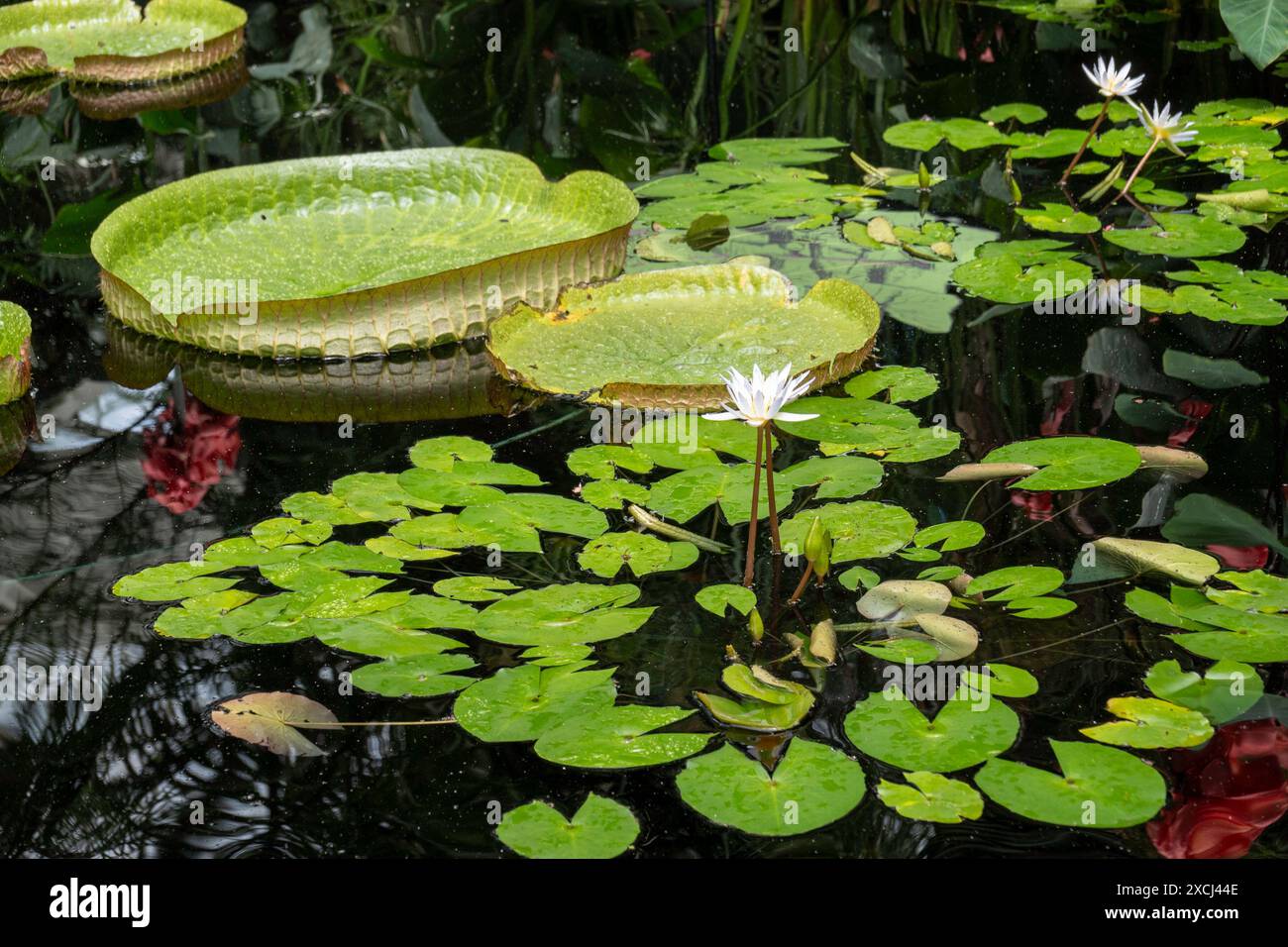 Le jardin botanique de New York situé dans le Bronx est un musée vivant emblématique, une institution éducative et une attraction culturelle, États-Unis 2024 Banque D'Images