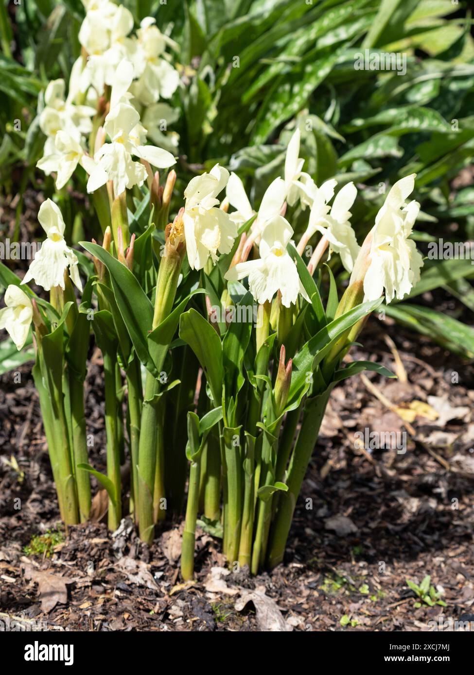 Roscoea cautleyoides Banque D'Images