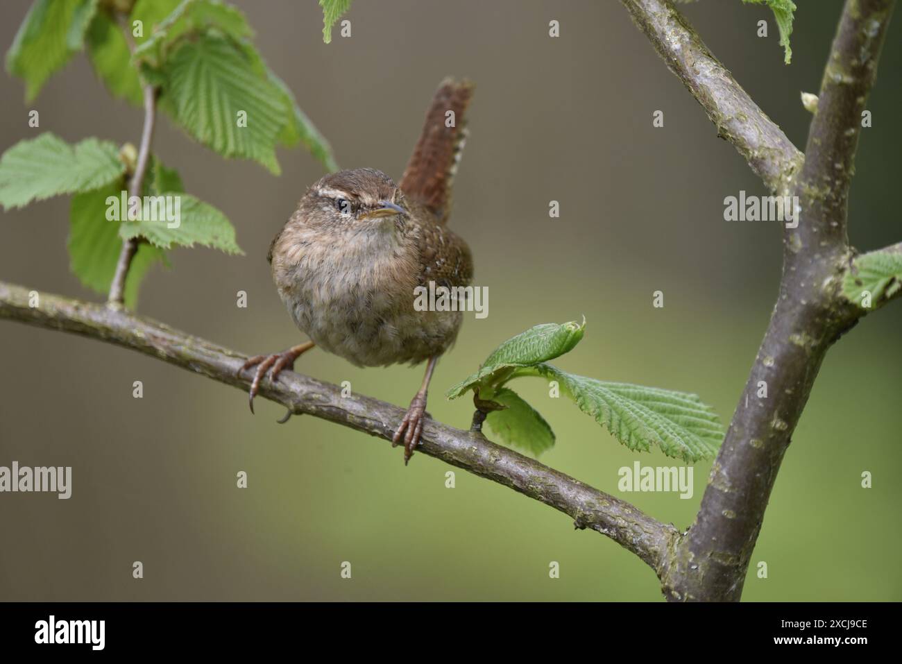 Gros plan face à une Wren hivernale (troglodytes troglodytes) griffes au-dessus de l'avant d'une branche horizontale, regardant à droite de l'image, prise en mai, Royaume-Uni Banque D'Images